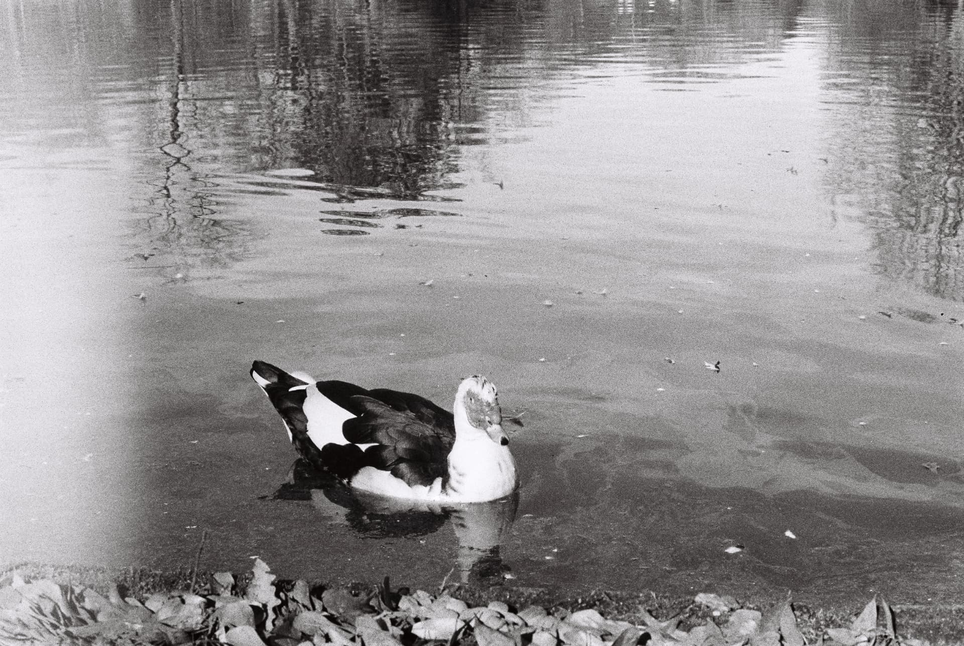 Black-and-white photograph of a duck at the edge of a pond