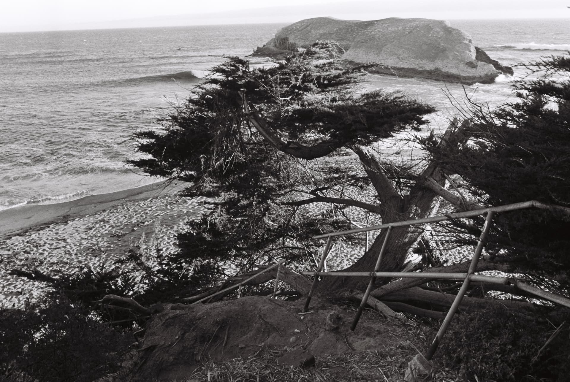 Black-and-white windswept tree overlooking the ocean