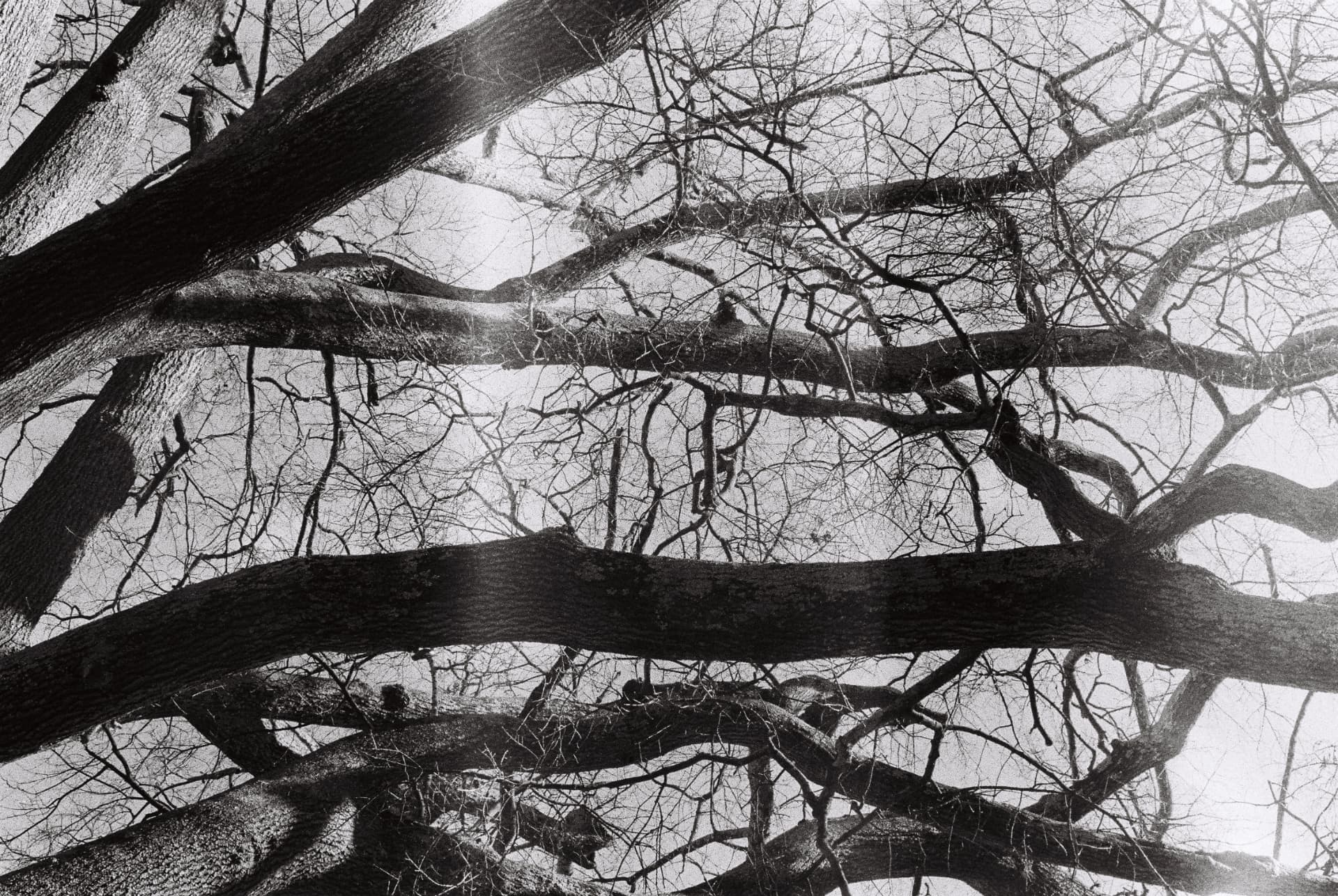 Black-and-white photograph looking up through bare tree branches
