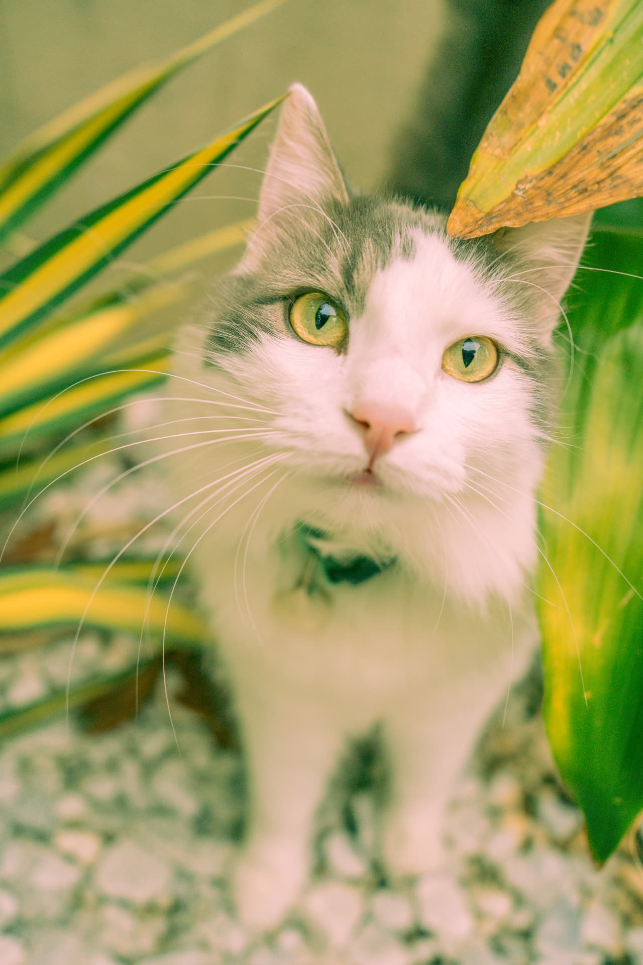 Green-eyed cat looking through bright green leaves