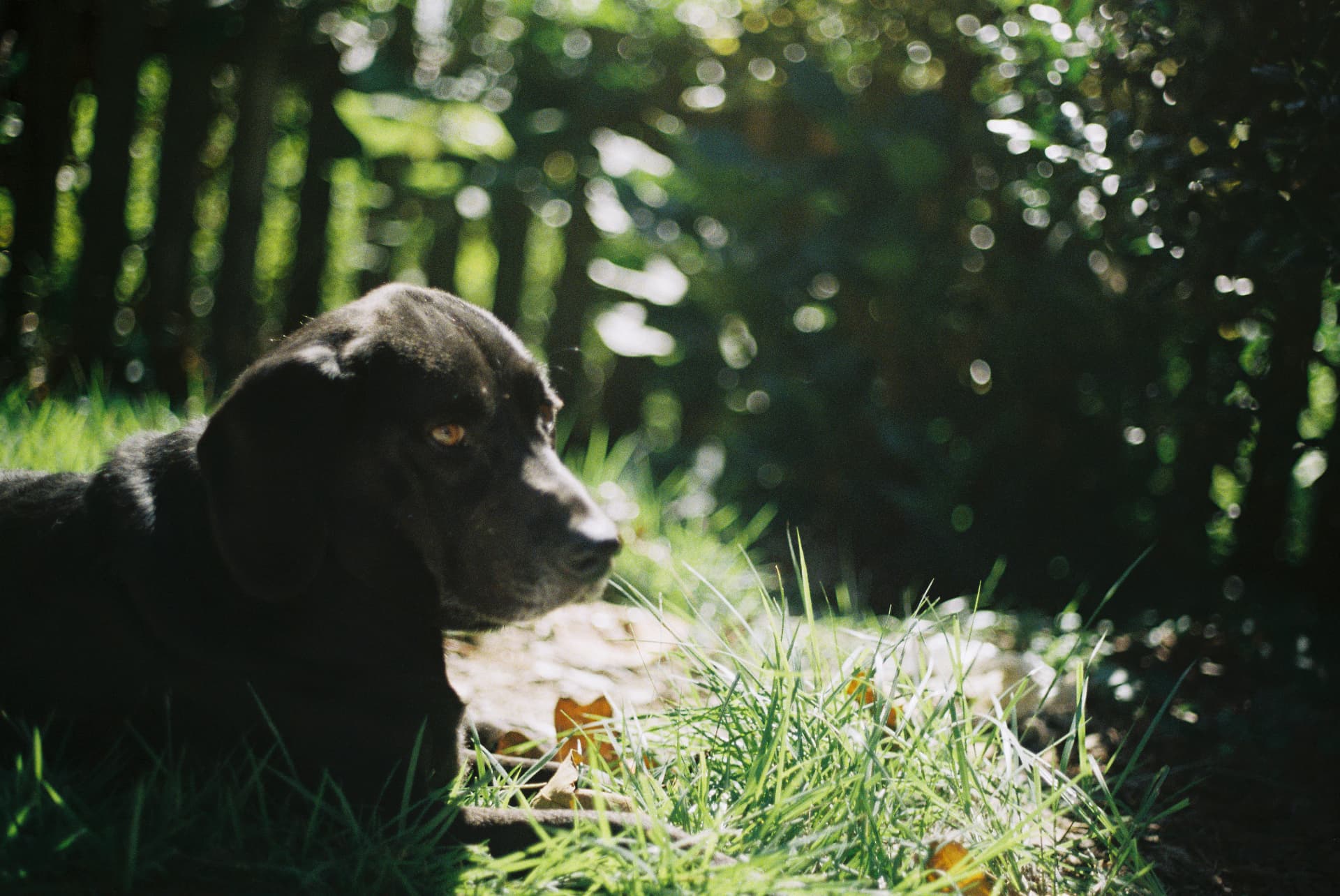 Dark-coated dog resting in grass beside a sunlit garden fence