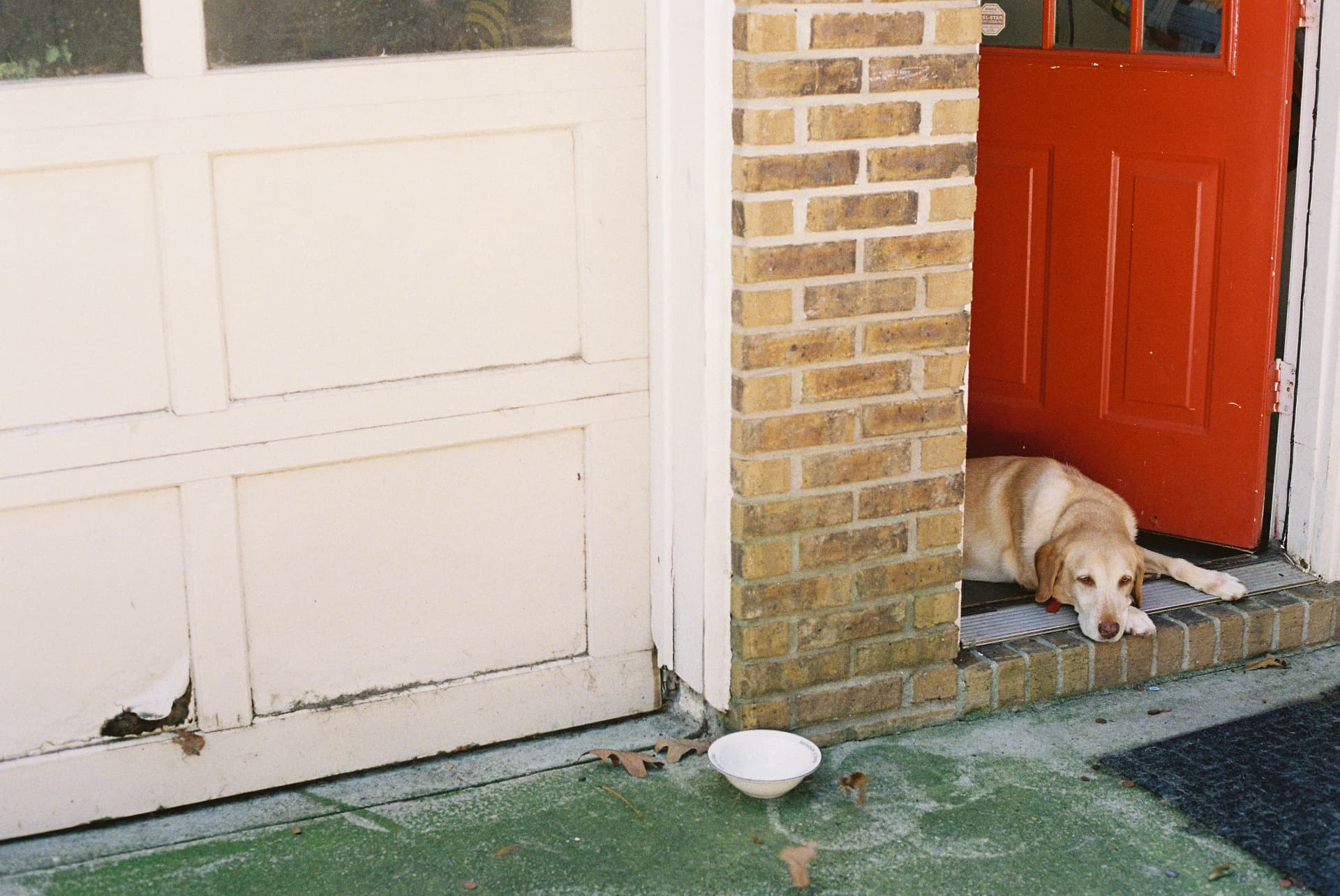 Golden-coated dog resting on a doorstep beside a red door