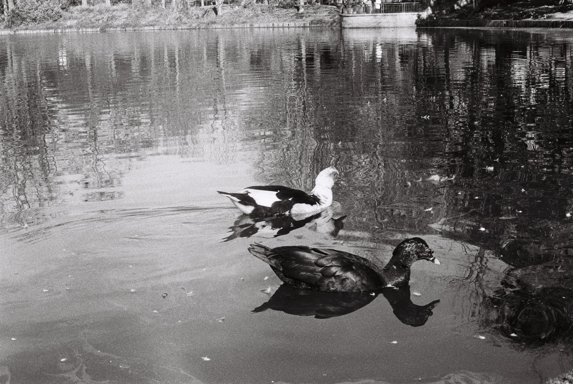 Black-and-white photograph of a duck and its reflection on a pond