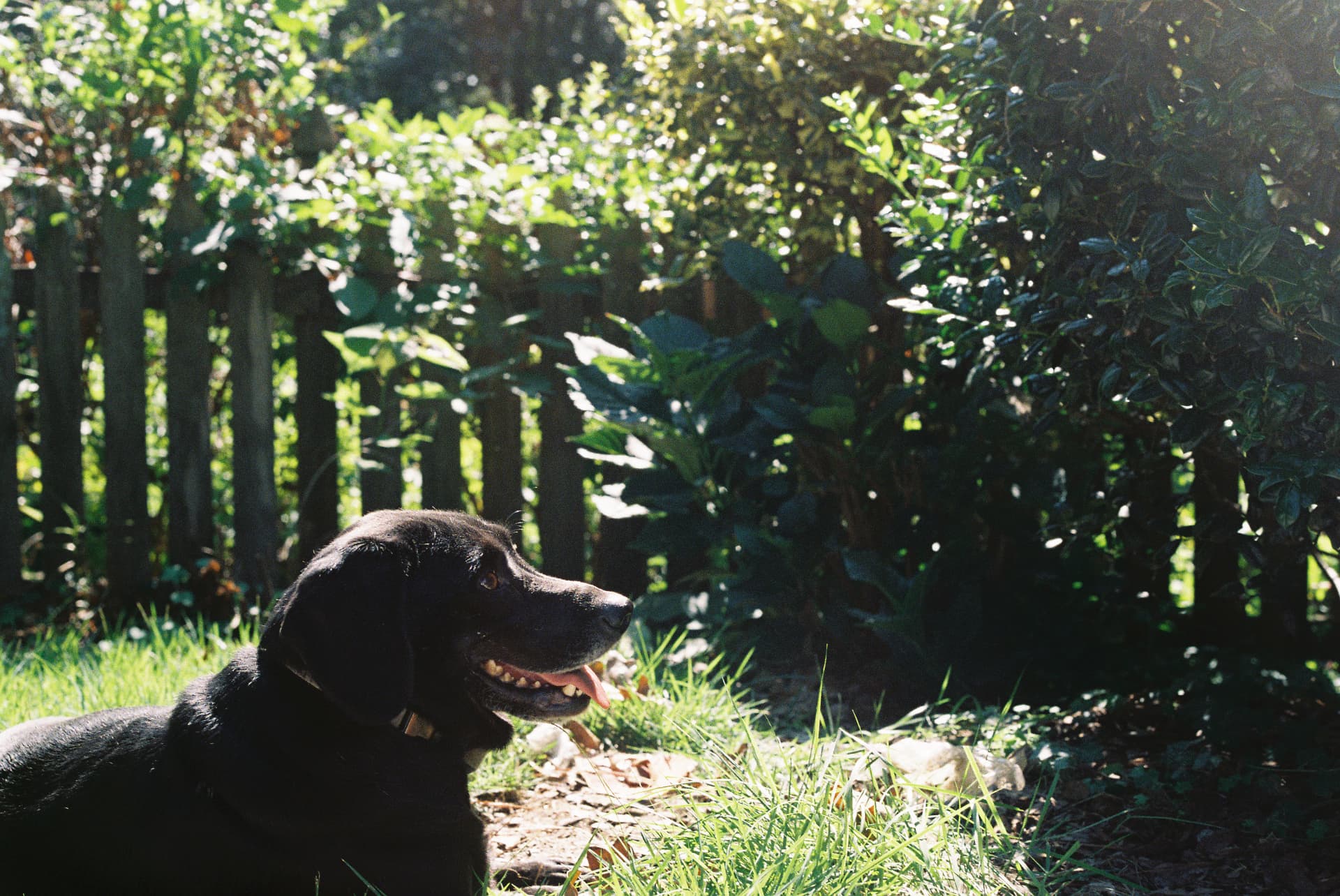 Dark-coated dog looking to the side in a leafy garden